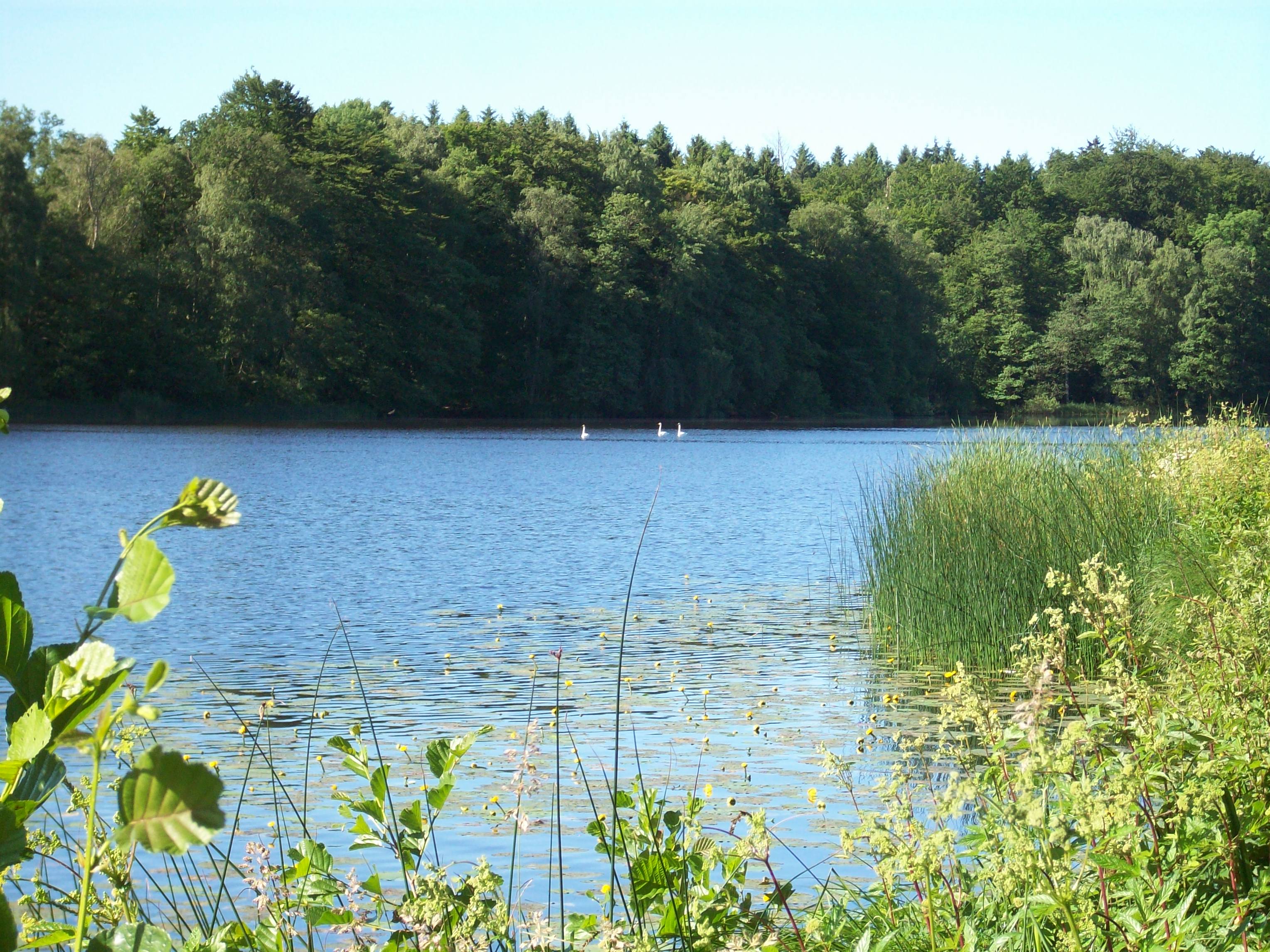 Sjöbergasjön i Ynglingarum